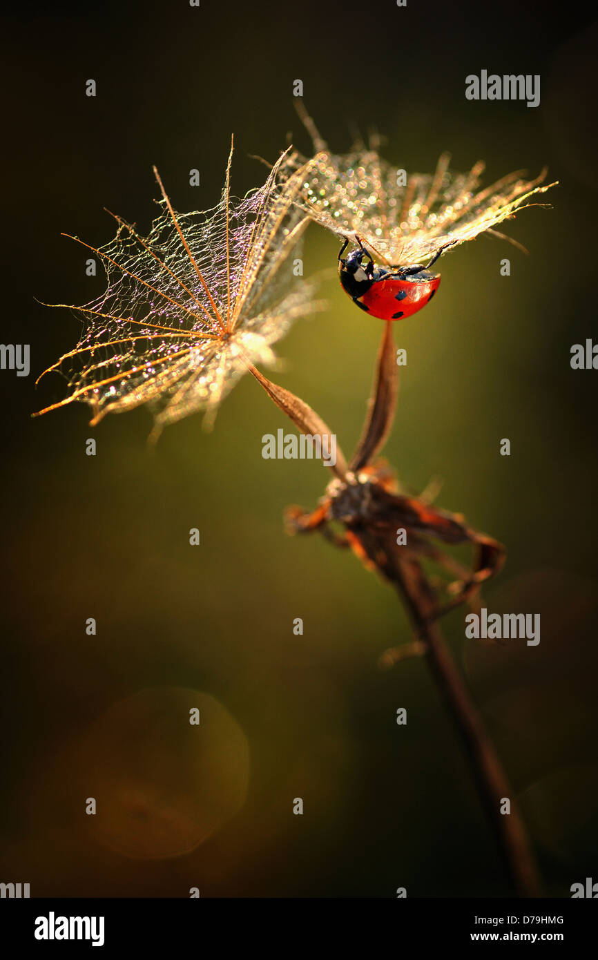 Marienkäfer, Coccinellidae auf Unterseite des Seedhead von Ziegenmilch Bart, Tragopogon Pratensis. Stockfoto