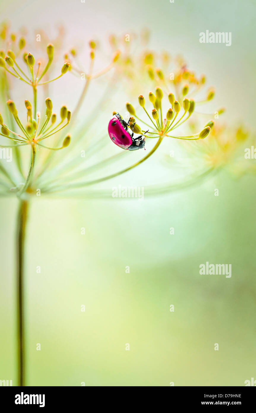 Marienkäfer, Coccinellidae auf Unterseite der Dolde des gelben Dill Samen Kopf, Anethum Graveolens. Stockfoto