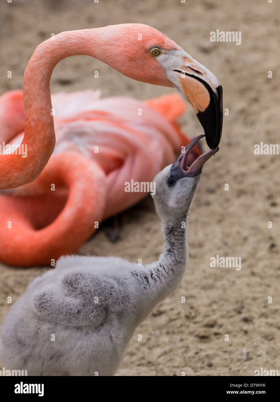 Stock Foto von einem Flamingo und Küken, im Querformat. Stockfoto