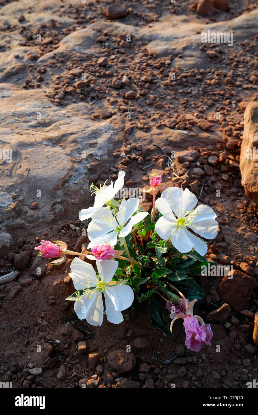 Oenothera Pallida Var Pallida blass Nachtkerze Wüstenblume Pflanze blühen Canyonlands Nationalpark Utah Stockfoto