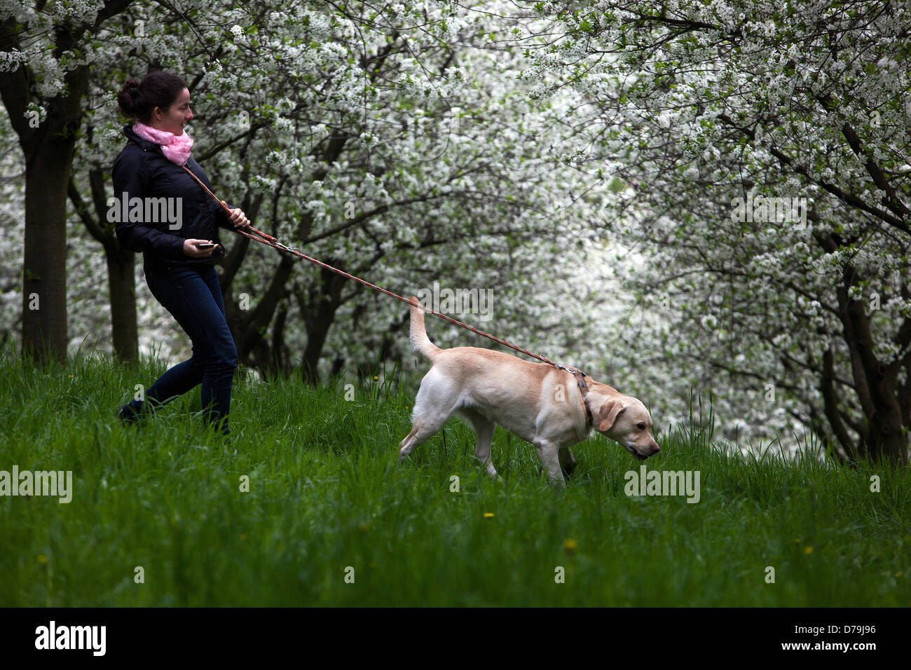 Romantischen Spaziergang mit dem Hund in einem blühenden Obstgarten, der Petrin-Hügel, Prag Tschechische Republik Stockfoto
