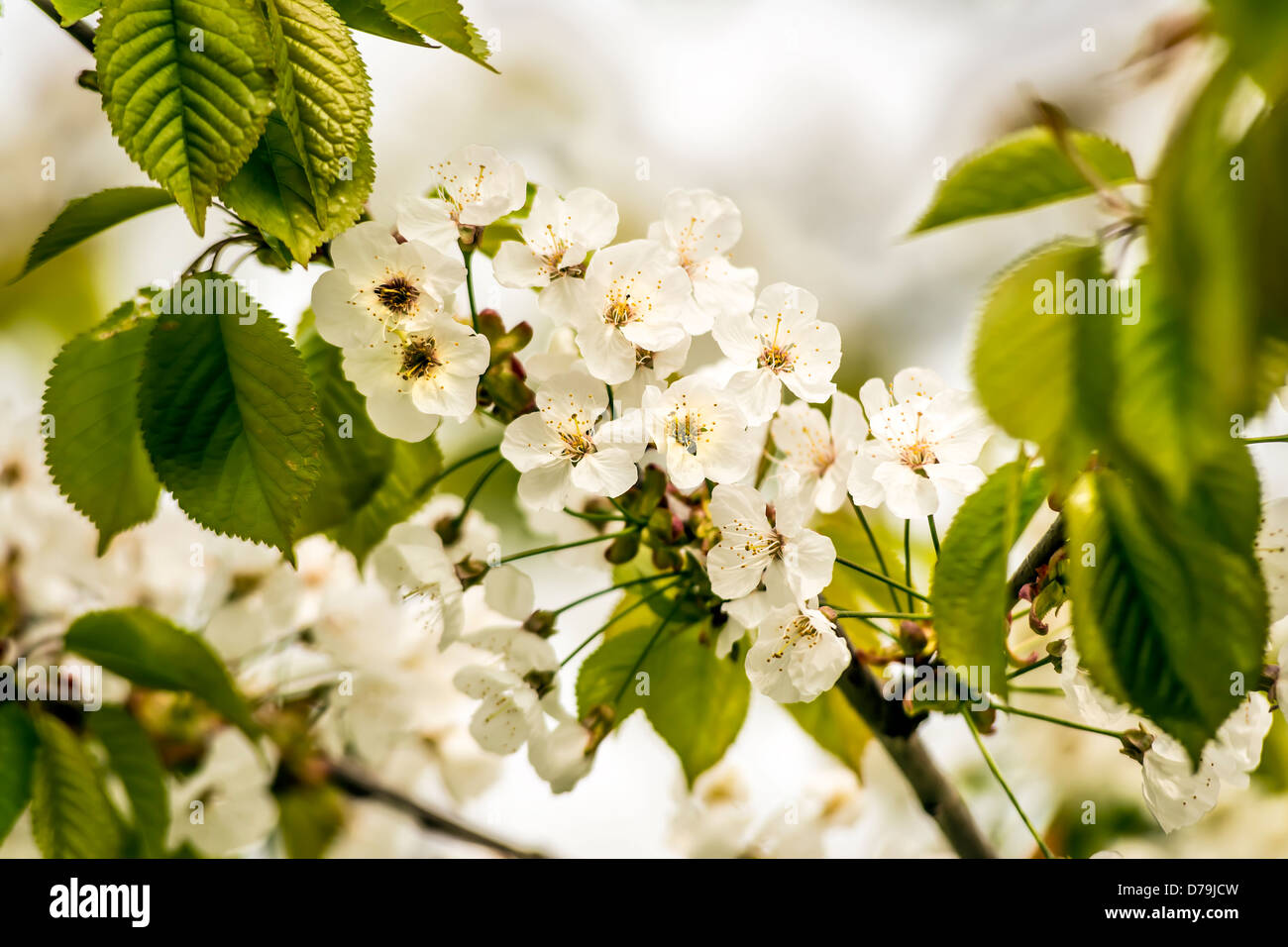 Neues Leben der Blütenpracht im Frühjahr Stockfoto