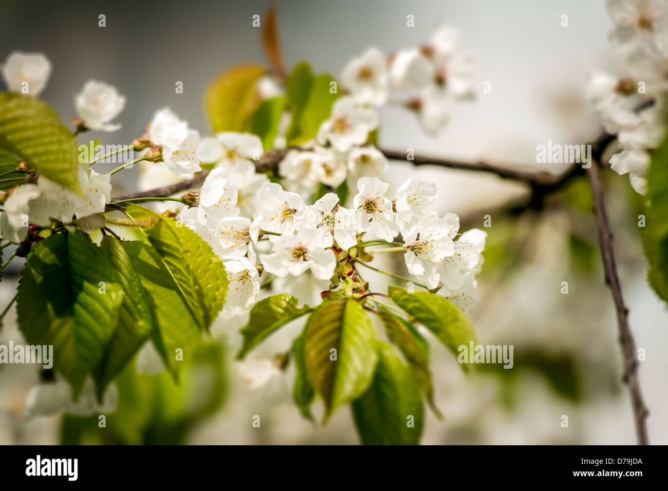 Neues Leben von einem schönen Kirschblüten im Frühling Stockfoto
