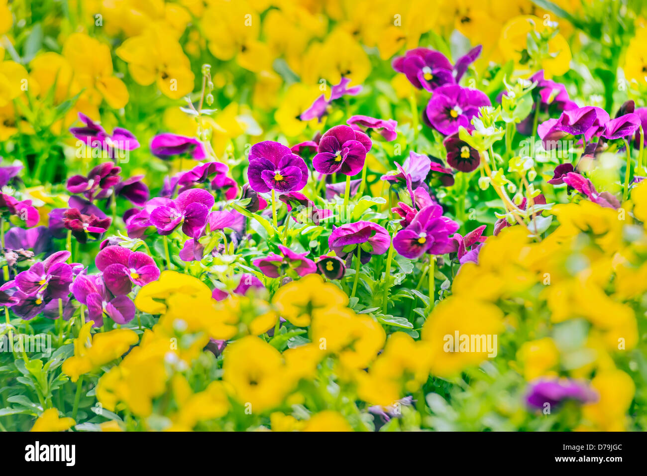 Lila Stiefmütterchen Blüten im Frühlingsgarten Stockfoto