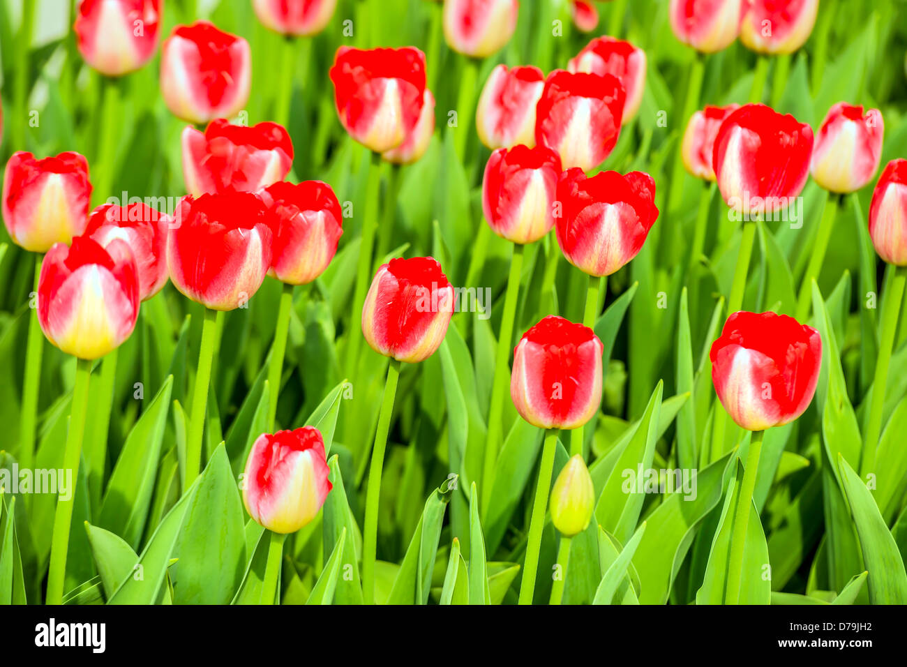 Rote neue Tulpen im Garten im Frühjahr Stockfoto