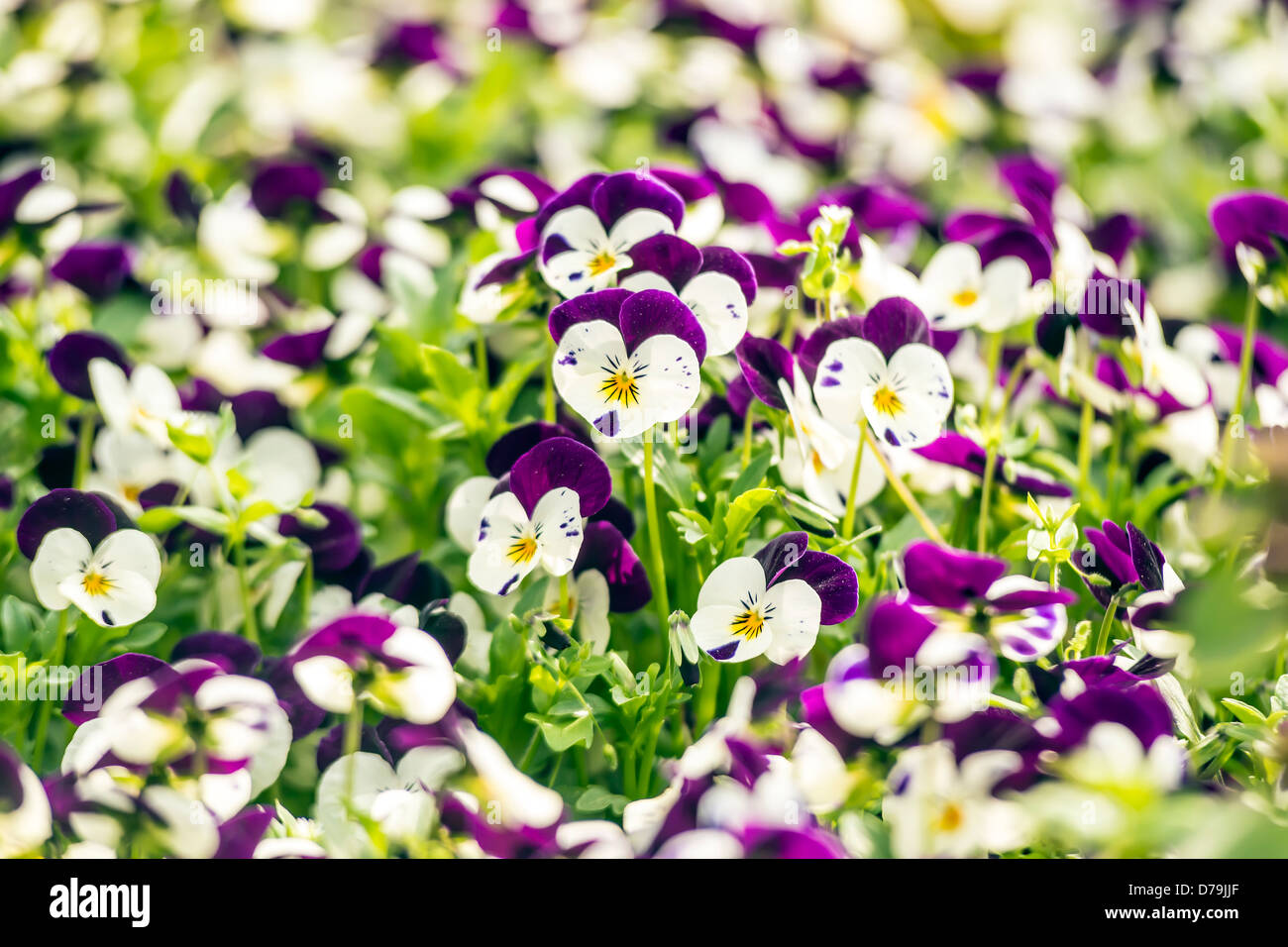 Schöne lila Stiefmütterchen Blüten im Frühlingsgarten Stockfoto