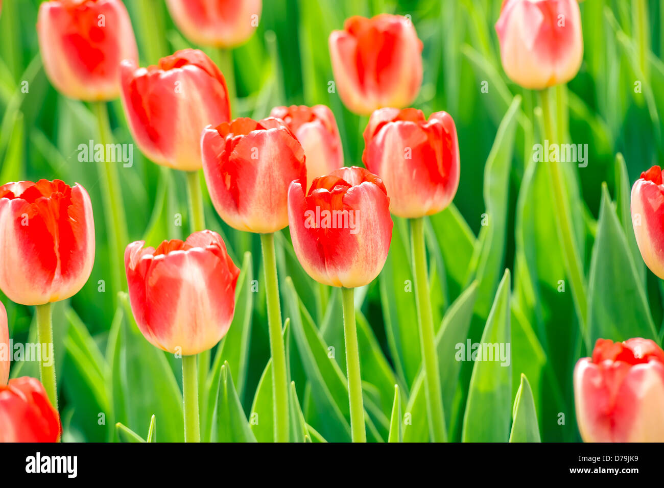 Rote wunderschöne Tulpen im Frühling Stockfoto