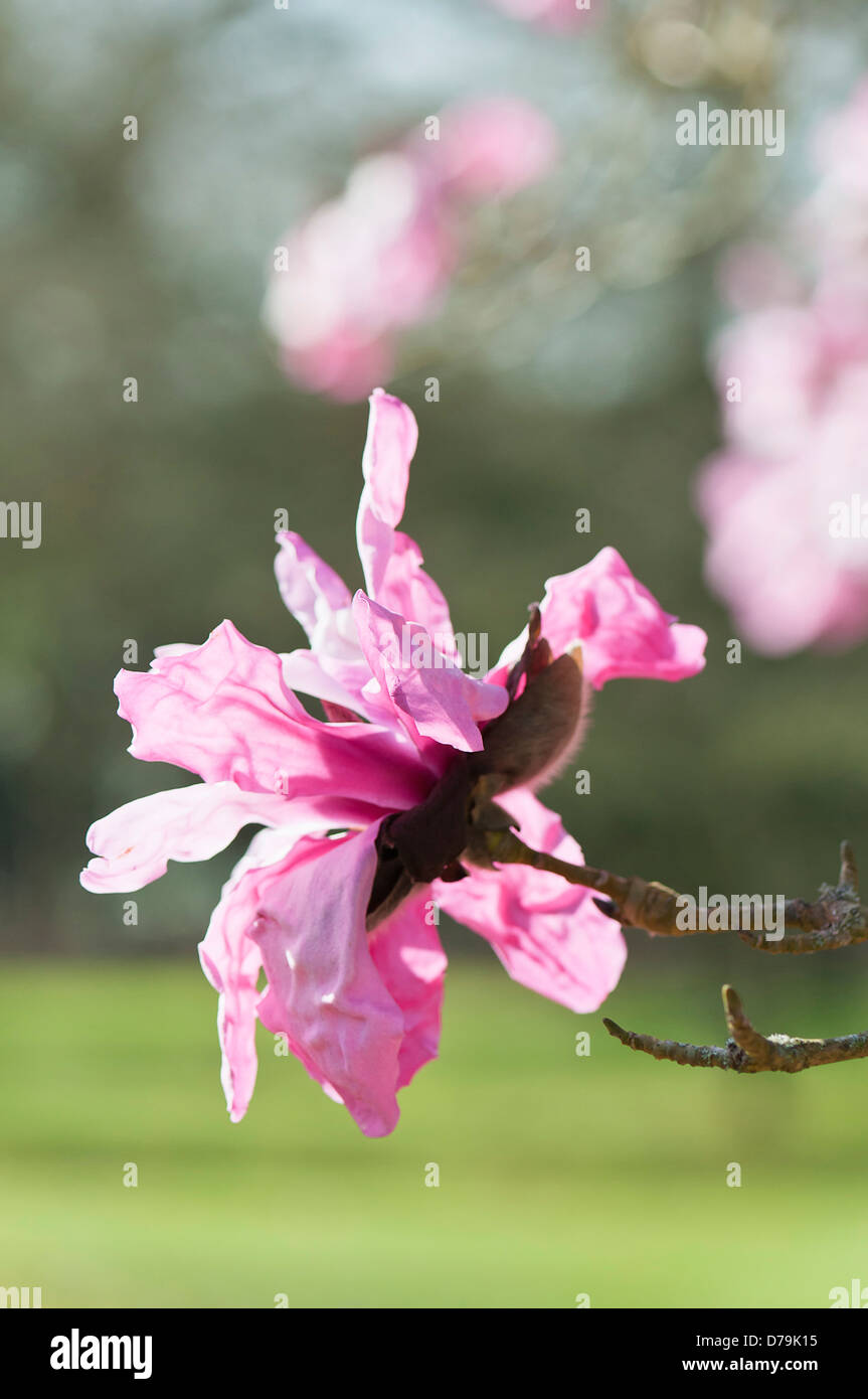 Rosa, einzelne Blume Blüte der Magnolie Sprengeri var. Diva 'Eric Savill' mit gekräuselten Blütenblättern im Sonnenlicht. Stockfoto