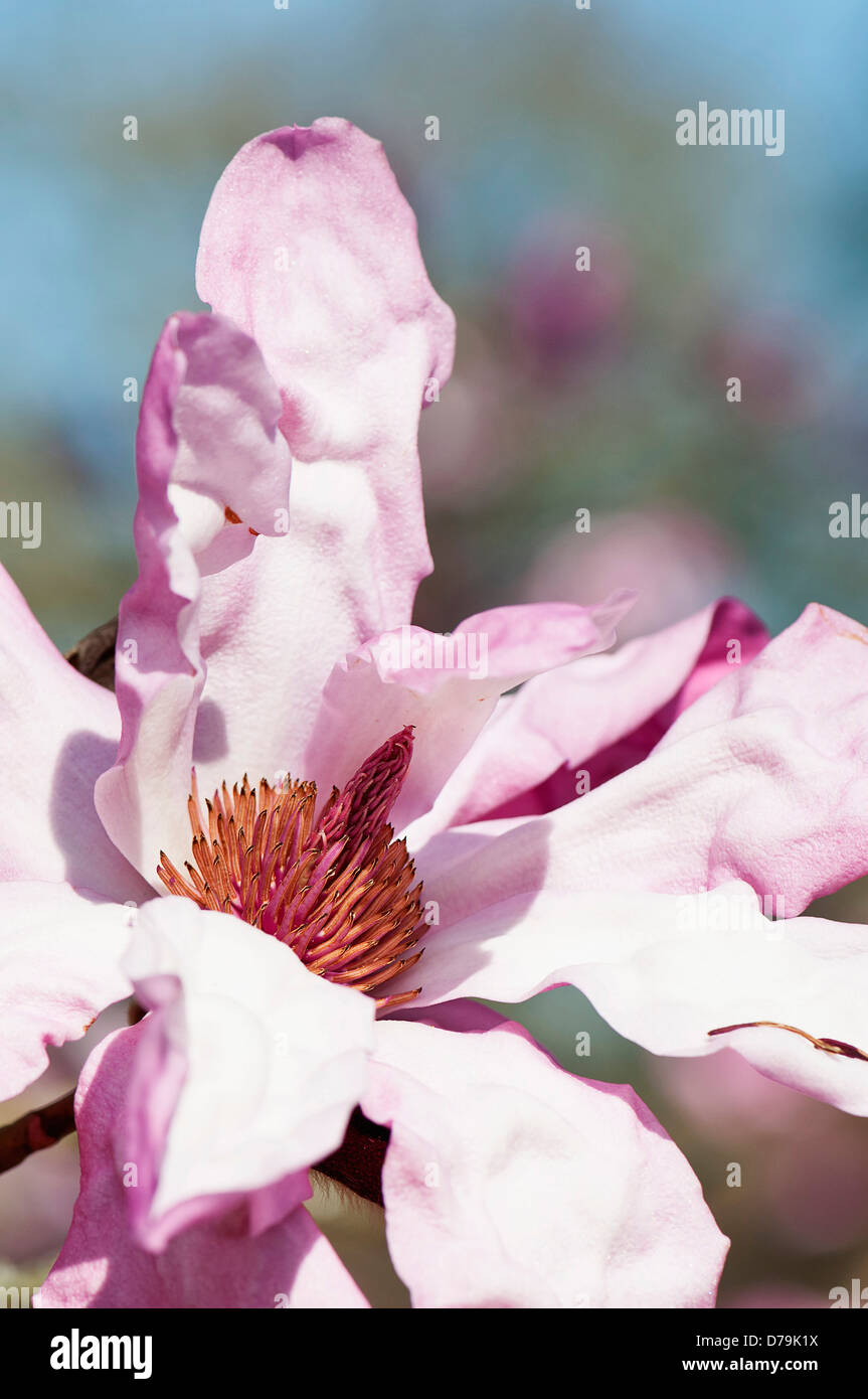 Rosa, einzelne Blume Blüte der Magnolie Sprengeri var. Diva 'Eric Savill' mit gekräuselten Blütenblättern im Sonnenlicht. Stockfoto