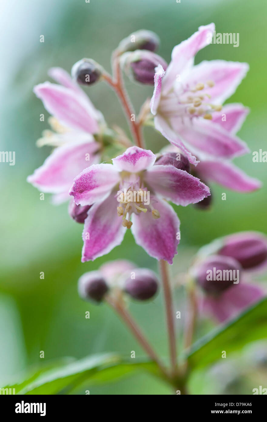 Cluster der fünfblättrigen blassrosa Blüten verblassen zum Zentrum von Deutziz Deutzie X hybrida "Perle Rose". Stockfoto