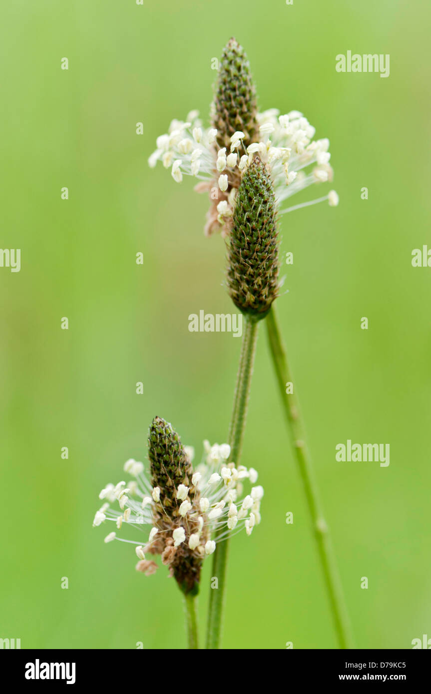 Wegerich oder Spitzwegerich, Plantago Lanceolata, mit kegelförmigen Köpfen umgeben von Quirl von winzigen, verlängert Creme farbigen Blumen. Stockfoto
