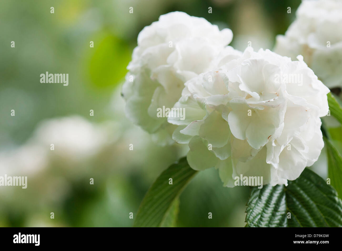 Dichte, Runde Blütenköpfe von leicht abgeflacht, weiße Blüten von Viburnum Plicatum F. Hornkraut Rotundifolium. Stockfoto