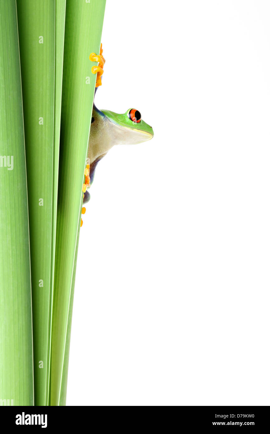 Frosch auf Pflanze - klammerte sich um Blätter schmal und auf die Seite - isoliert auf weiß. Stockfoto
