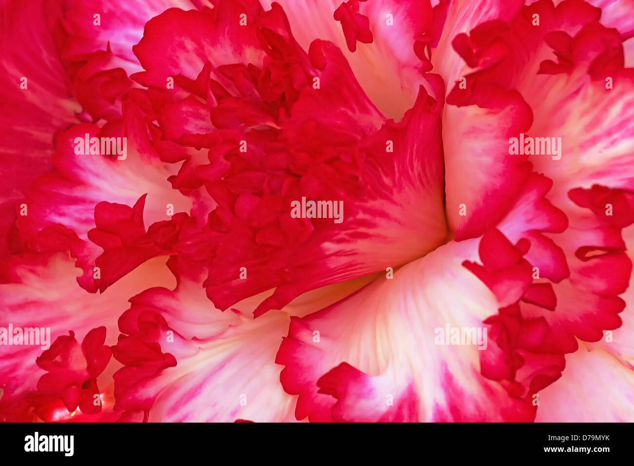 Nahaufnahme von tief rosa umrandete weiße gekräuselte Blütenblätter Begonia Sorte. Stockfoto