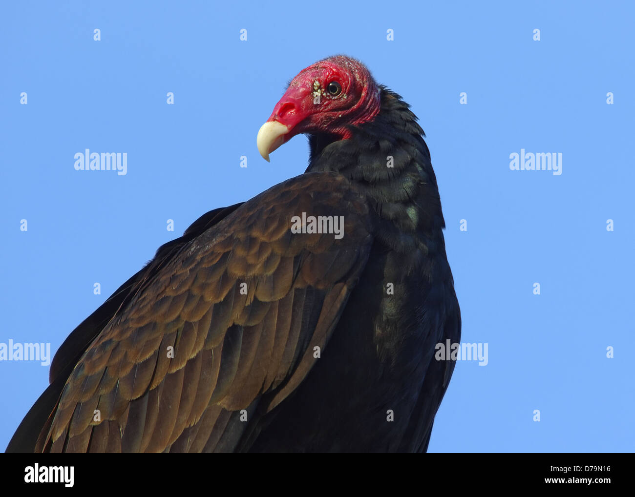 Türkei-Geier in der Provinz Chiriqui, westliche Panama (Mittelamerika). Stockfoto