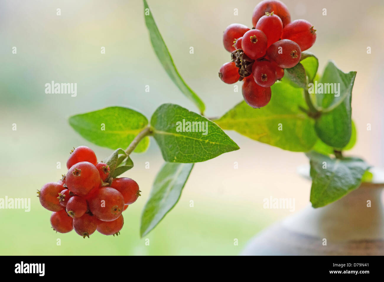 Gruppierte rote Beeren von Geißblatt, Lonicera Periclymenum. Stockfoto