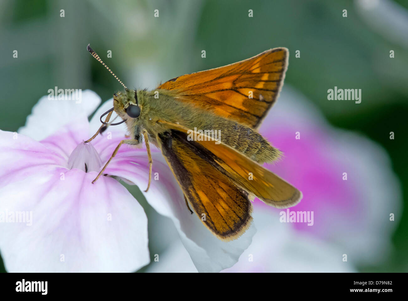 Schmetterling auf Blume Rose Campion-Skipper, Pink eyed Lychnis Coronaria D'oculata Gruppe von weiße Farbe mit rosa gespült. Stockfoto