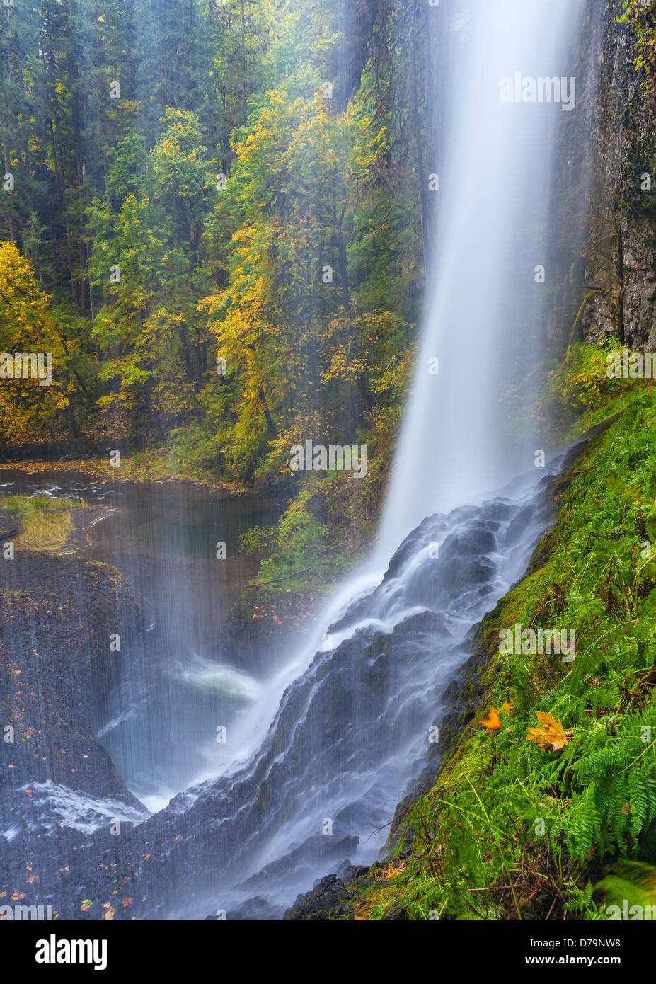 Silver Falls State Park, OR: Ansicht von hinten Mitte Norden fällt (106 ft) in Silver Creek Canyon im Herbst Stockfoto