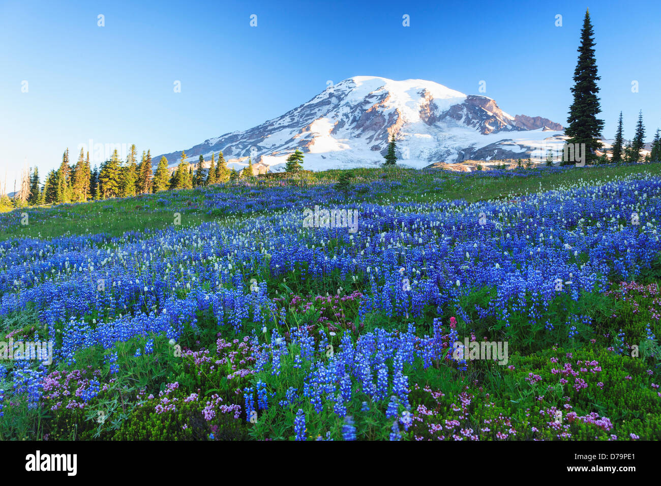 USA Washington State Mt. Rainier Nationalpark Skyline Trail in der Nähe von Paradise Sommer alpinen Wildblumen Stockfoto