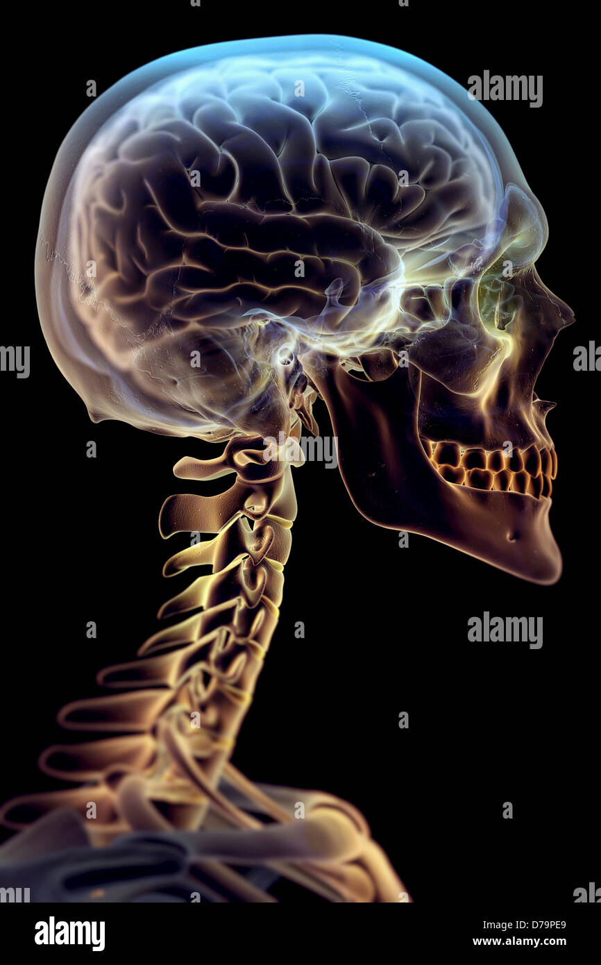 Das Gehirn im Skelett Stockfoto