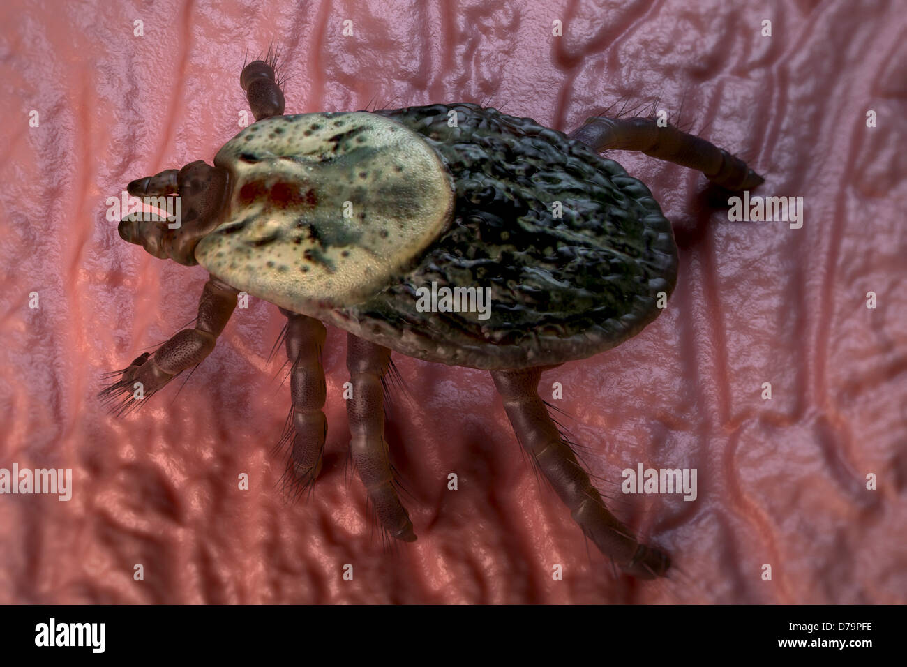 Zecke Ixodes) Stockfoto