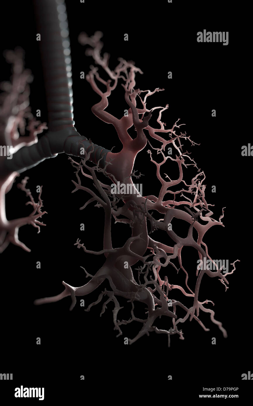 Bronchialen Äste Stockfoto