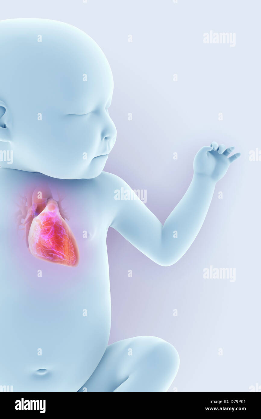 Neugeborenen Anatomie Stockfoto
