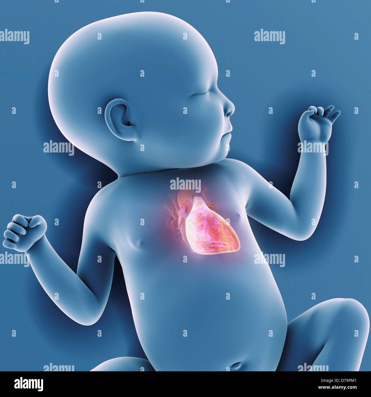 Neugeborenen Anatomie Stockfotografie Alamy