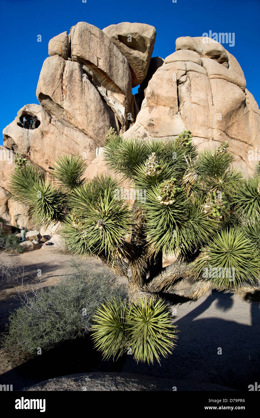 Ungewöhnlichen Felsformationen im Joshua Tree National Park in Kalifornien Stockfoto