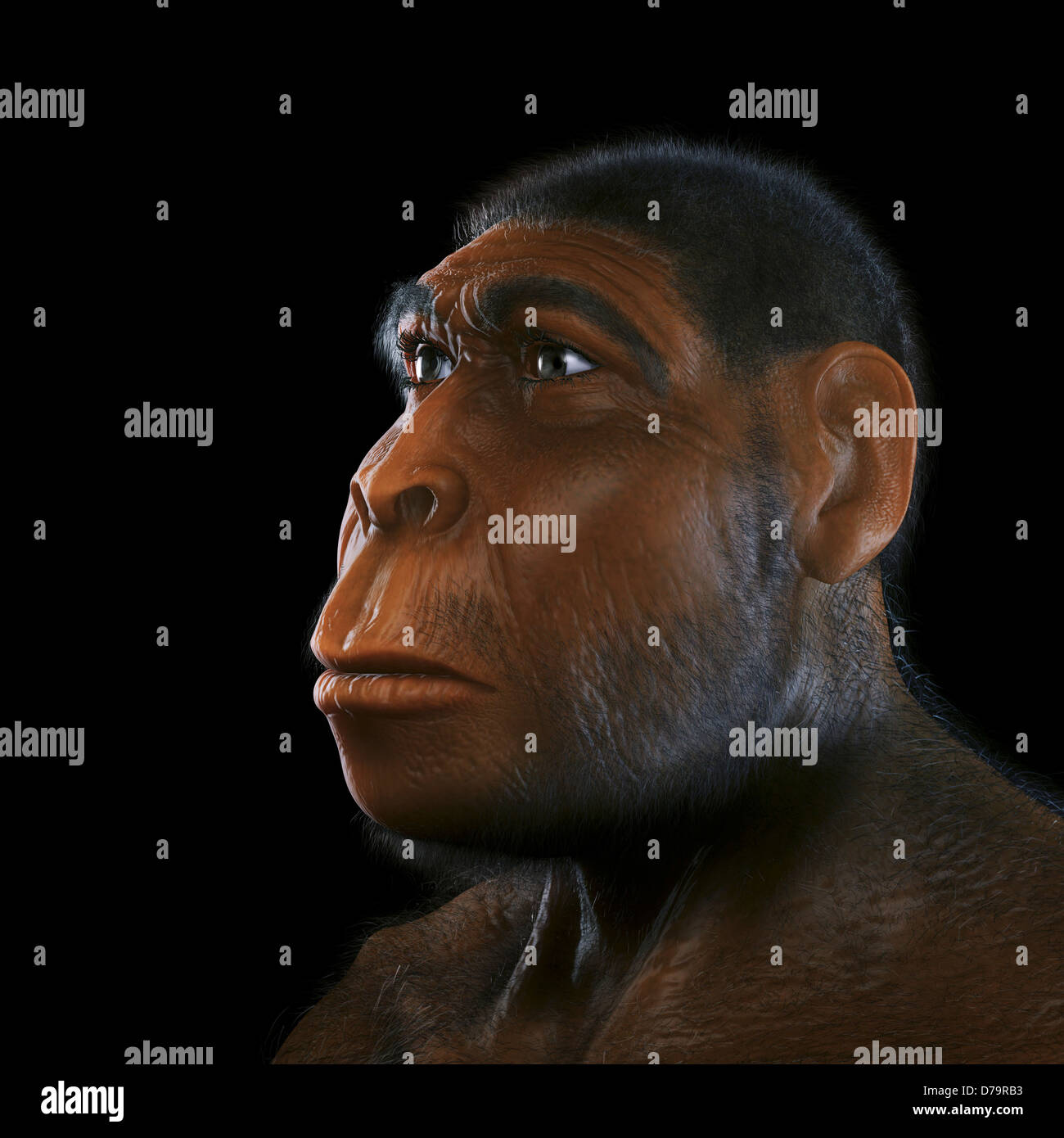 Homo Erectus Stockfoto