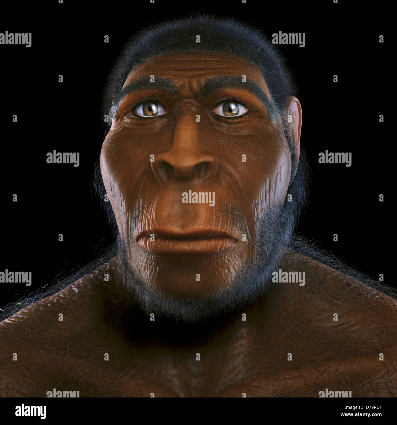 Homo Erectus Stockfoto