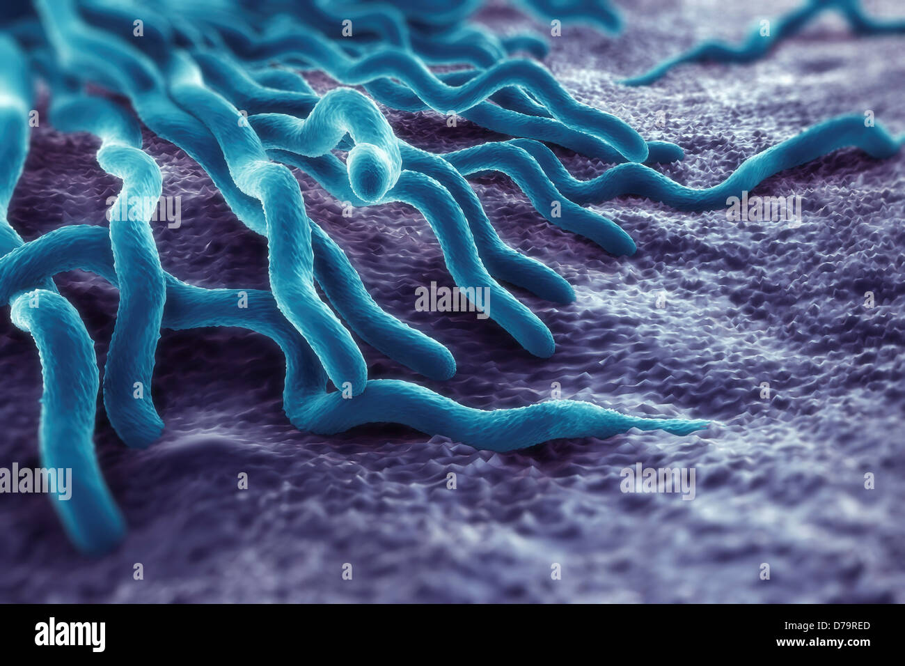 Borrelia Burgdorferi Stockfotos & Borrelia Burgdorferi Bilder Alamy