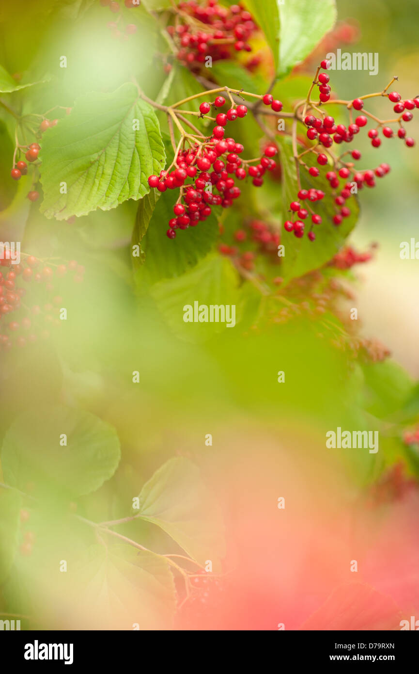 Rote Beeren mit rosa weiße Unschärfe im Vordergrund Stockfoto