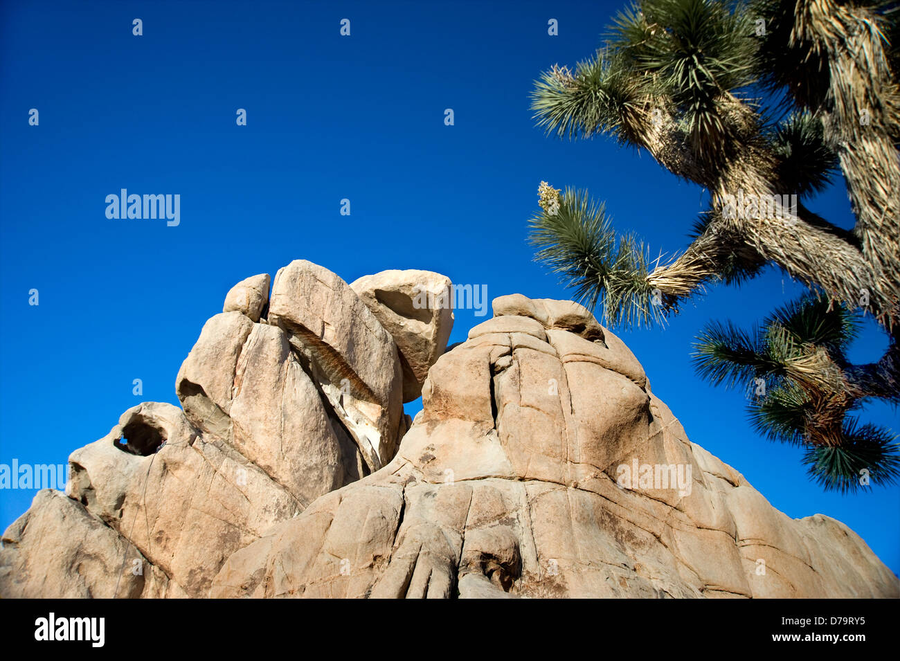 Joshua Tree Nationalmonument in Kalifornien Stockfoto