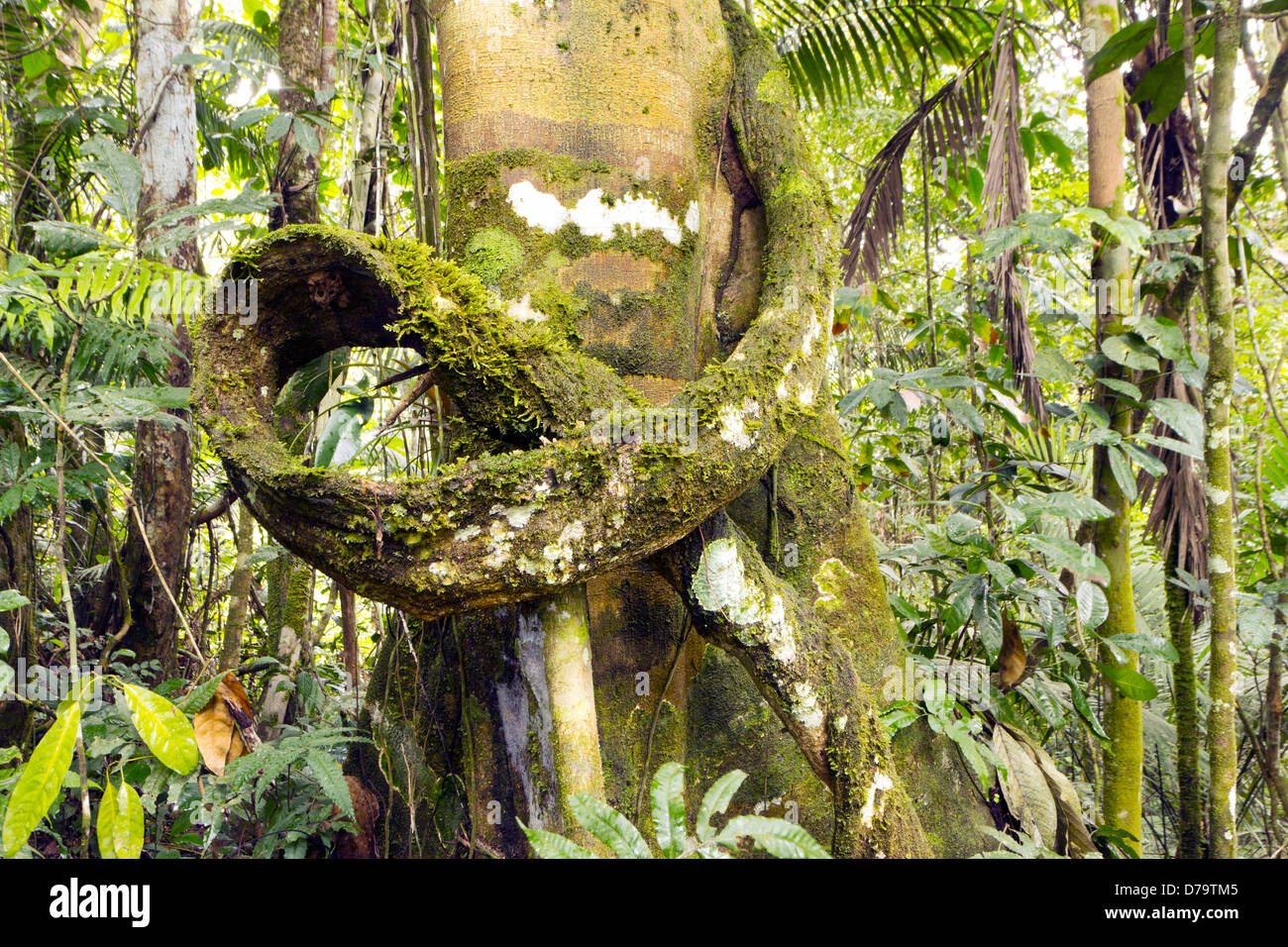 Liane auf einem Baumstamm im Regenwald Ecuadors Stockfoto