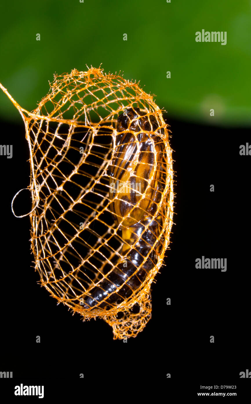 Falsche Burnet Motten Puppe (Urodus sp Urodidae), in einem Käfig gewebt, um Schutz vor Raubtieren, Ecuador Stockfoto