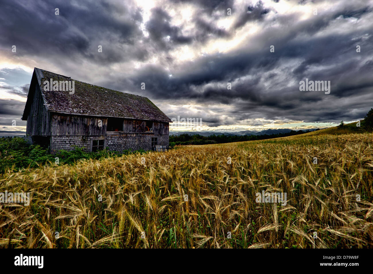 Alte Scheune in einem Weizenfeld unter einem dramatischen Himmel, in der Quebec Stadtregion Stockfoto