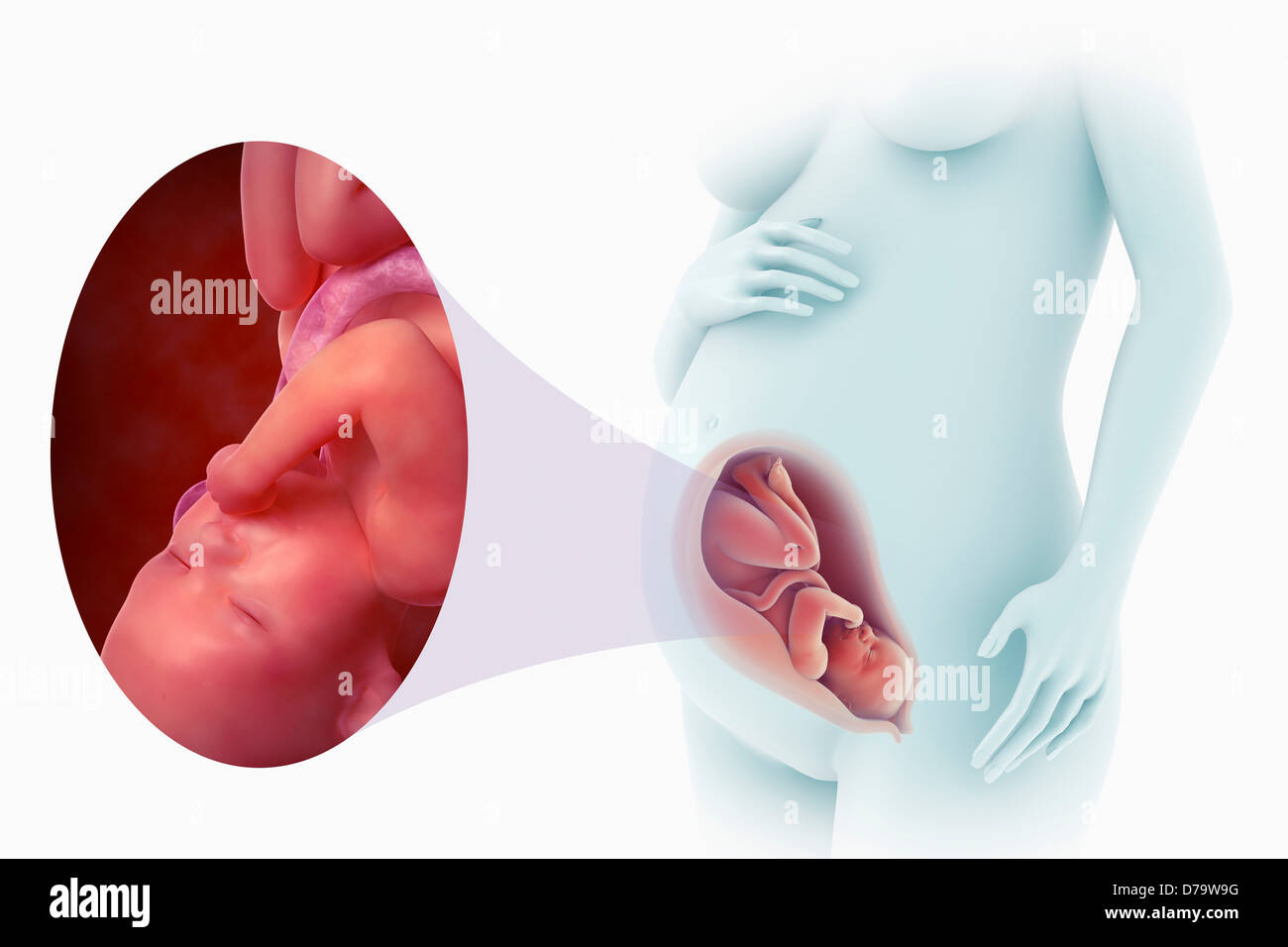 Fötale Entwicklung 34. Schwangerschaftswoche) Stockfoto