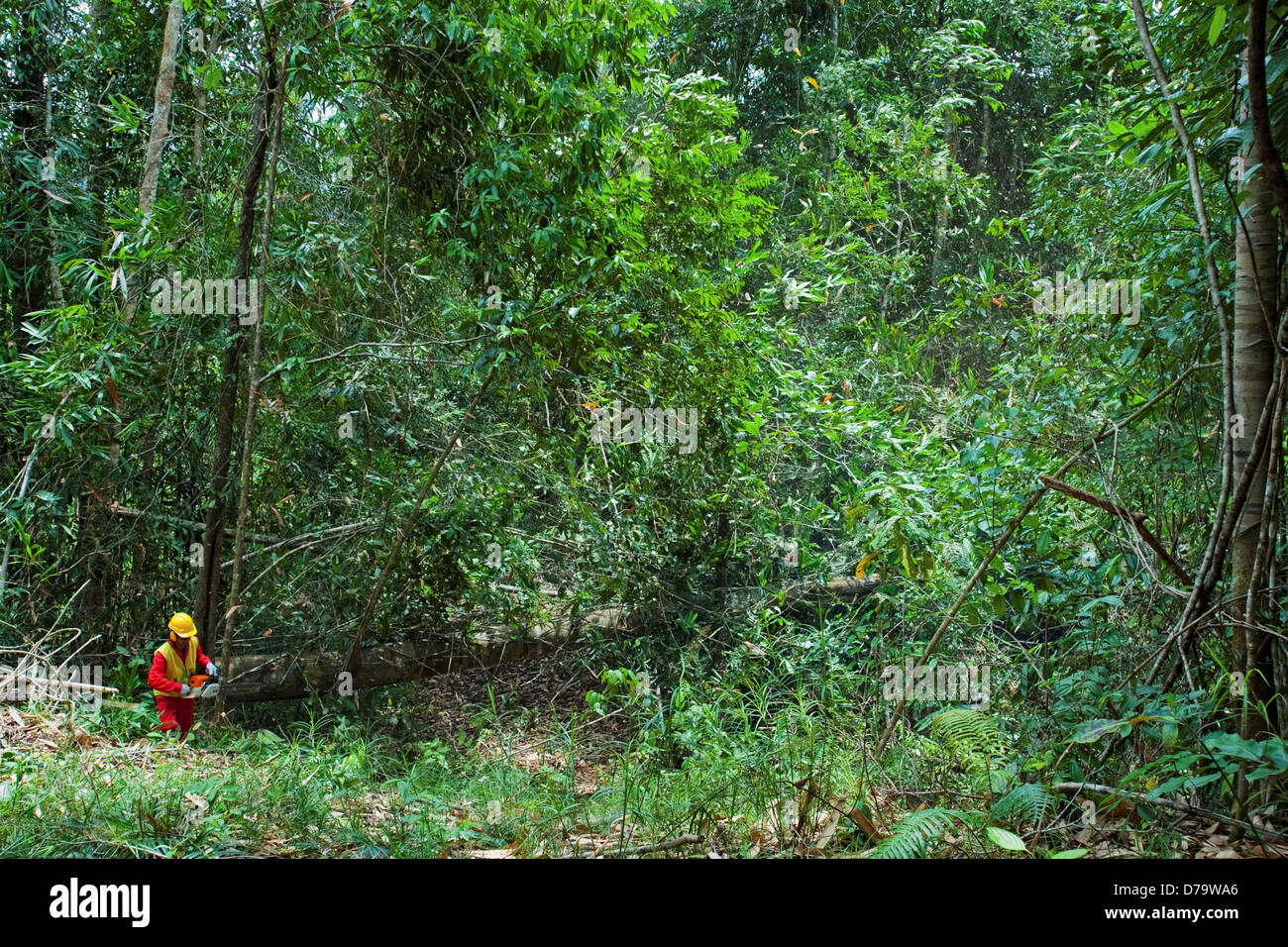 Logger frisch gefällten Baum Stockfoto