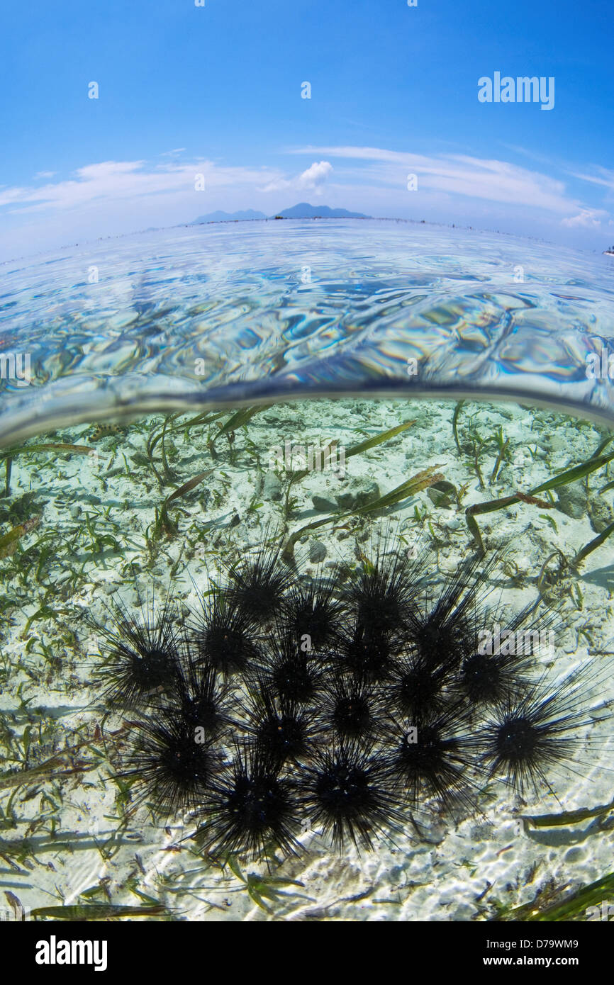 Sea Urchin im seichten Wasser Stockfoto