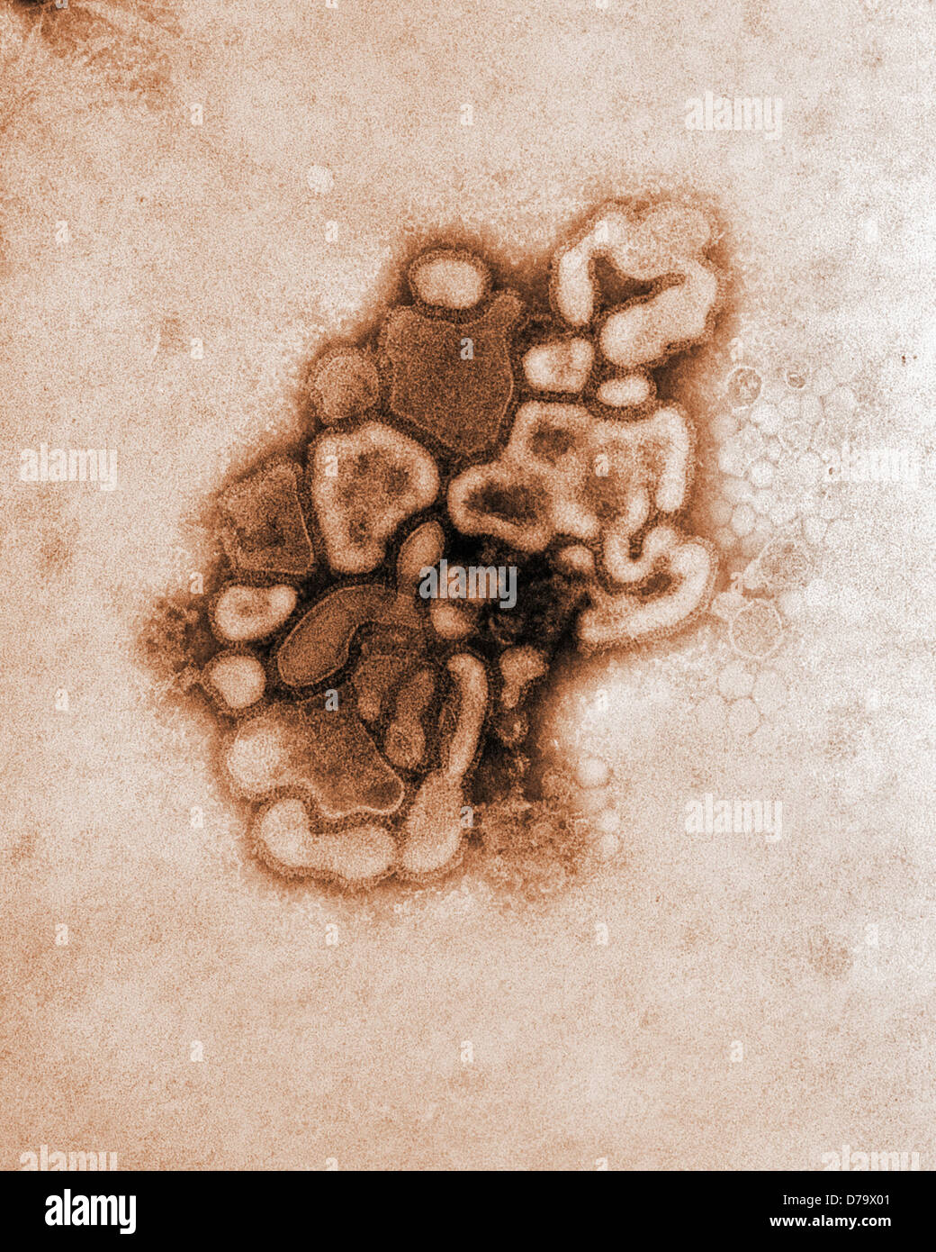 Schweinegrippe-Virus Stockfoto