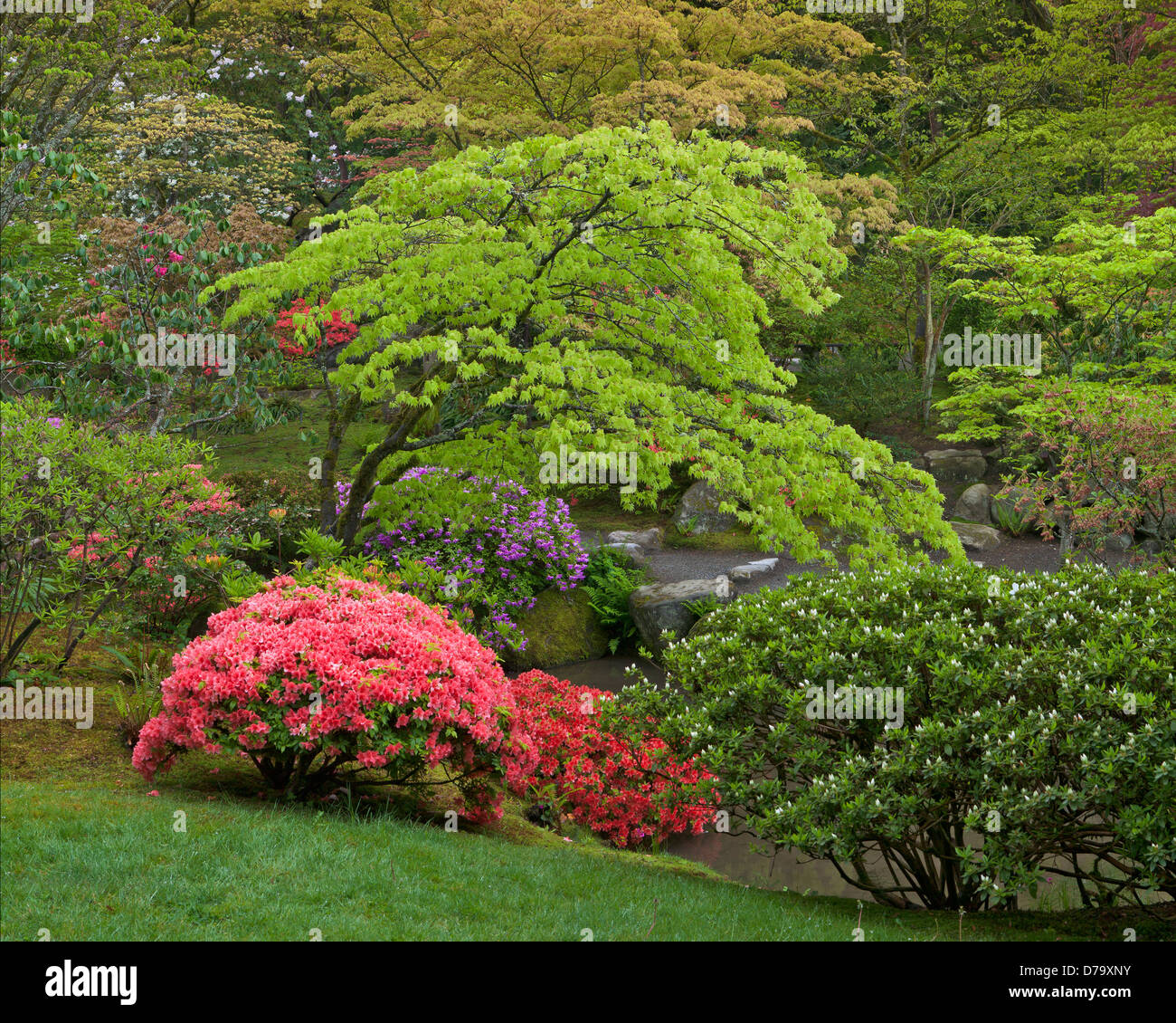 Seattle, WA: Immergrüne Azaleen blühen unter Feder farbig Ahorne in das Washington Park Arboretum japanischer Garten Stockfoto