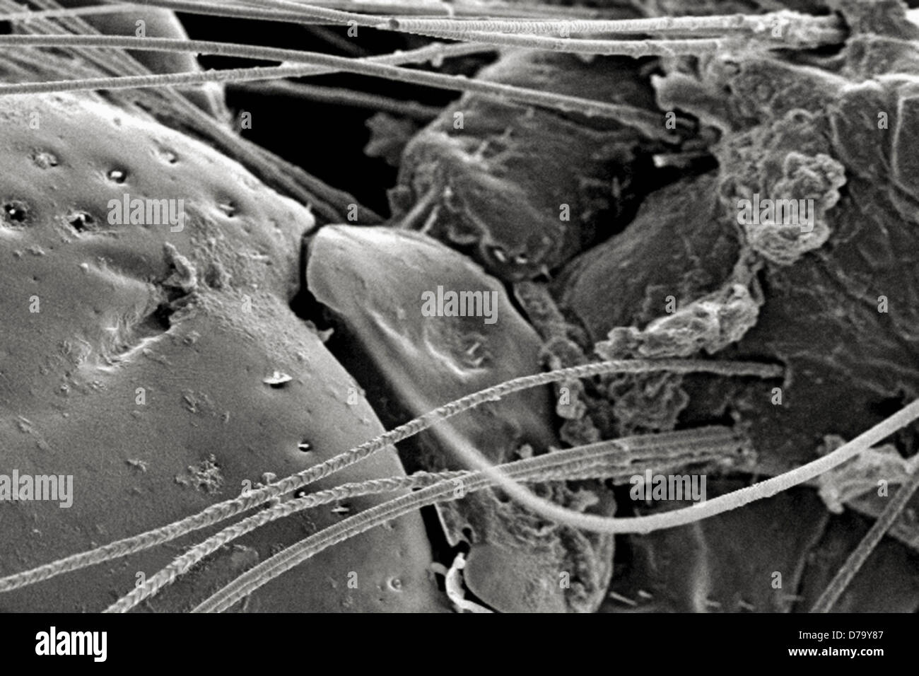 Mikroskopischen Detail Tick Stockfoto