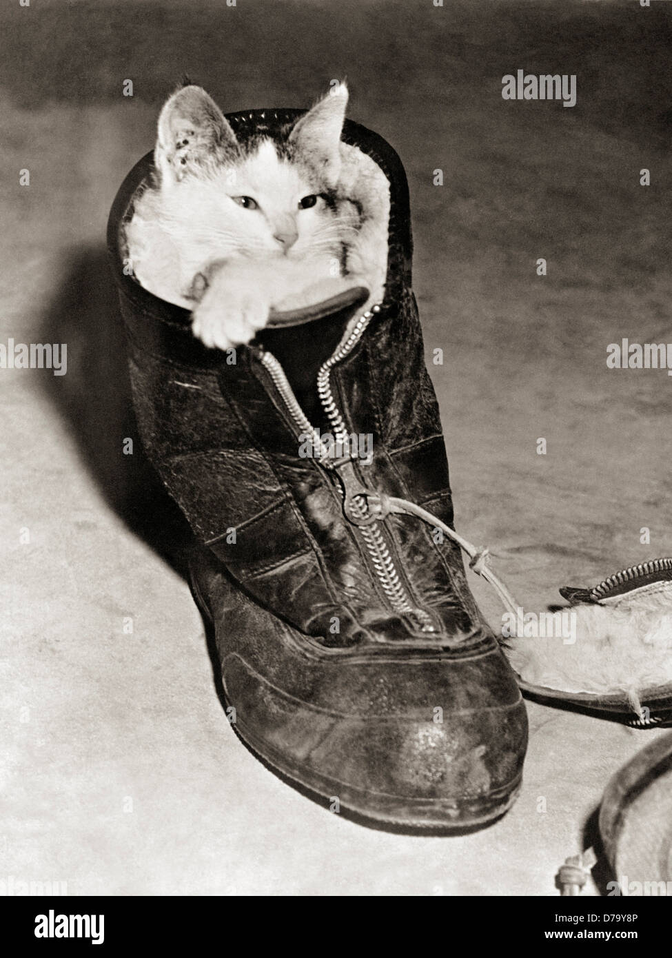 Kätzchen im Schuh Stockfoto