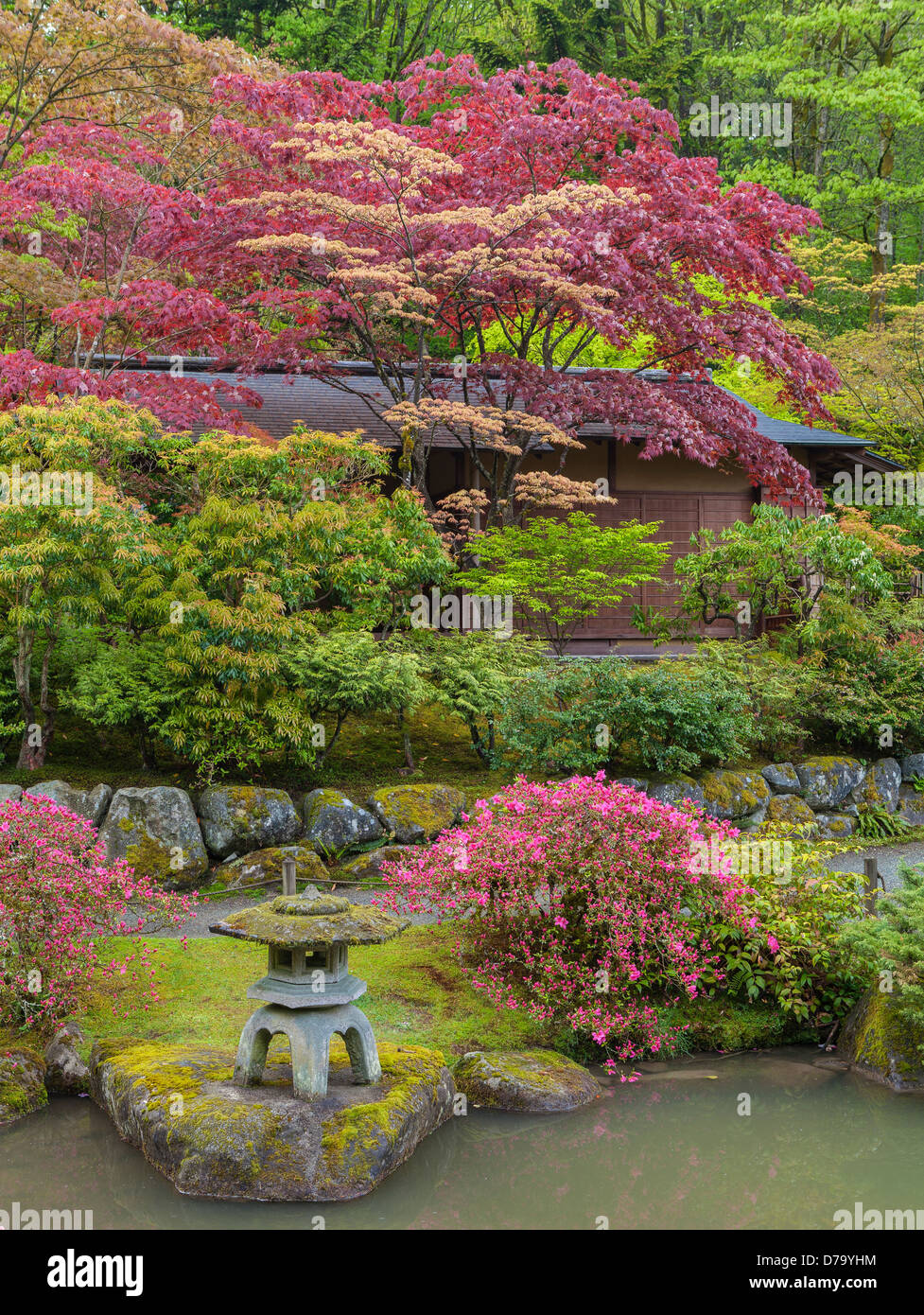 Seattle, WA: Japanische Teehaus inmitten von Frühjahr Bäume und Weg in das Washington Park Arboretum japanischer Garten Stockfoto