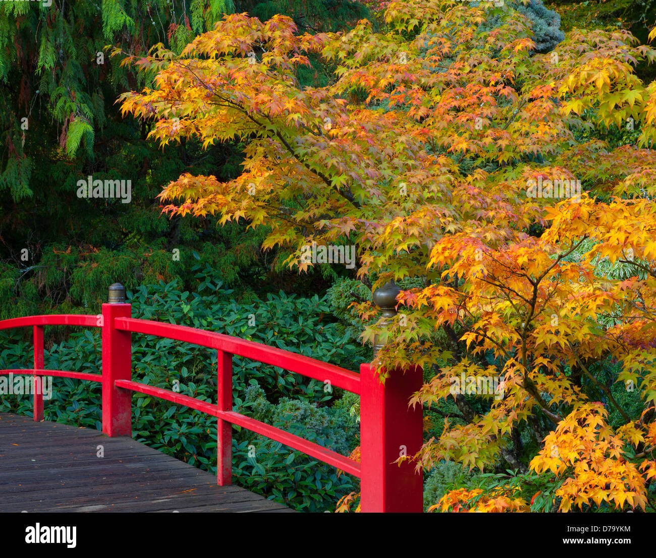 Kubota-Garten, Seattle, WA: Herz-Brücke mit fallen farbige Zweige von einem japanischen Ahorn Stockfoto