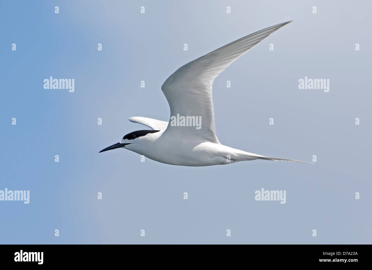 White-fronted Tern - Sterna striata Stockfoto