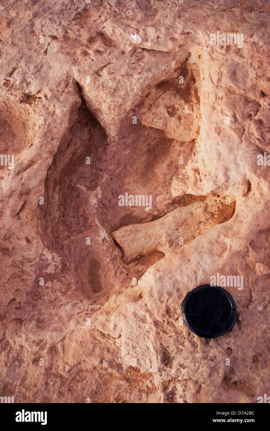 USA-Arizona-Dinosaurier-Fußabdruck im ehemaligen Flussbett im nördlichen Arizona erhalten Stockfoto