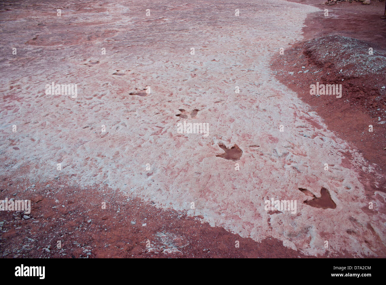 USA-Arizona-Dinosaurier-Fußspuren im ehemaligen Flussbett im nördlichen Arizona erhalten Stockfoto USA-Arizona-Dinosaurier-Fußspuren im ehemaligen Flussbett im nördlichen Arizona erhalten Stockfoto