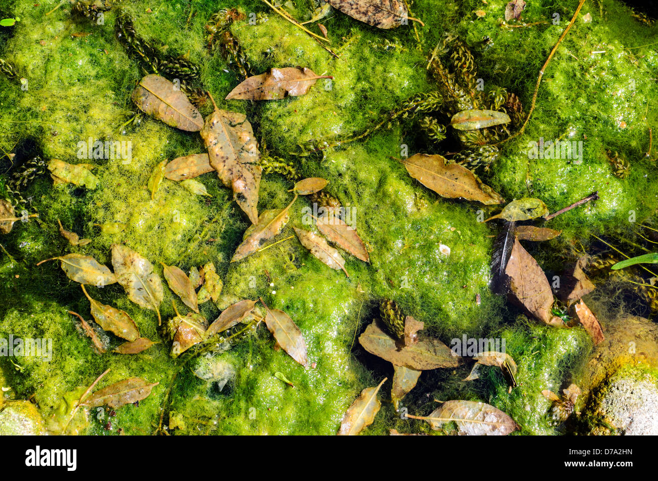 Decke Unkraut Algen ein Problem, das viele Gartenteiche Stockfoto
